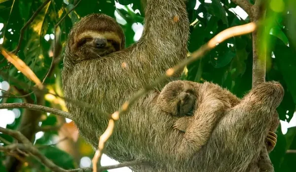A sloth with a baby hanging from a tree, seem during a Jaco Tour Desk mangrove monkey tour