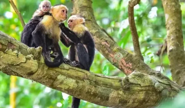 Close-up of a curious white-faced capuchin monkey in the lush mangroves near Jacó Beach