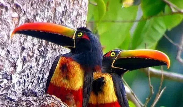 Colorful tropical birds perched on mangrove branches, seen during a Costa Rica wildlife tour